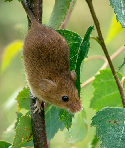 ansa protección ambiental